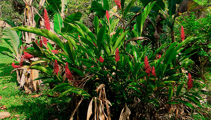 ¿Qué propiedades tiene el jengibre?