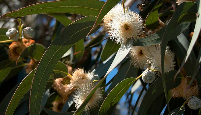 Propiedades del eucalipto como planta medicinal